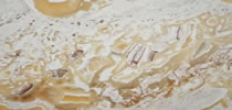 Marmor Fliesen Preise - Onyx Alabastro Mexicano Fliesen Preise