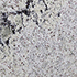 Granit Preise - Juparana White Fensterbänke Preise