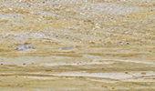 Dubai - Natursteinplatten - Marmor