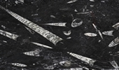 Fossil Black - Natursteinplatten - Marmor